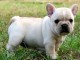 chiot bouledogue français femelle 