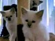 Je donne chaton disponible 