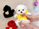 chiot bichon maltais mâle a donner 