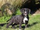 bébé chiot staffie pour adoption 