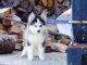 Femelle a donner pomsky 