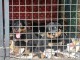Adoption chiot rottweiler 
