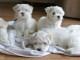 Magnifique chiot bichon maltais 