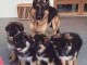 chiot berger allemand lof a donner 