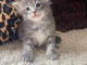 Bébé main coon adorable 