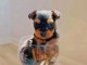 chiot Yorkshire terrier femelle 