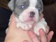 bébé bouledogue français a donner 