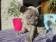chiot bouledogue français disponible 