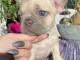 Femelle bouledogue français a donner 