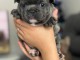 chiot bouledogue français femelle 