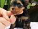 chiot Yorkshire terrier mâle disponible 