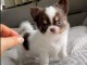 chiot chihuahua mâle a donner 