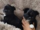 chiot chihuahua disponible 