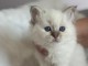 chaton sacré brimanie a donner 