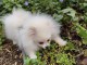 chiot spitz allemand race pure adorable 