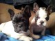 chiot bouledogue français disponible pour adoption 
