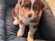 chiot berger australien disponible 