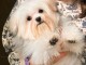 Bichon maltais à adopter 