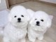 chiot bichon maltais disponible pour adoption 