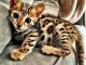 Je donne chaton Bengal disponible 
