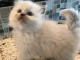 Chaton ragdoll femelle a donner 