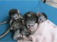 Adoption singe 🐒 capucin disponible 