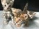 Bébé chaton Bengal disponible 
