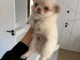 chiot chihuahua femelle a donner 