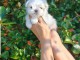chiot bichon maltais mâle a donner 