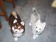 chiot pomsky mâle disponible 