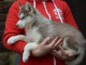 chiot husky sibérien pour adoption 
