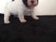 Un mâle chiot bouledogue français 