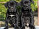chiot Cane Corso lof disponible 