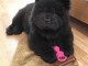 chiot chow-chow a donner 
