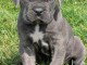 Adoption chiot Cane Corso adorable 