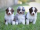 chiot berger australien disponible 