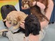 chiot cockapoo à donner 