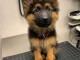 chiot berger allemand lof disponible 
