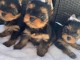 Adoption chiot Yorkshire disponible 