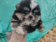 chiot spitz nain Poméranie disponibles 