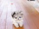 adorable chiot spitz nain disponible 