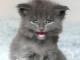 Chaton Maine coon adorable 