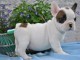 chiot bouledogue français disponible 
