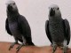 couple perroquet gris Gabon disponible 