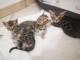Bébé chaton Bengal disponible 