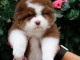 chiot berger australien disponible pour adoption 