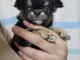 chiot chihuahua à donner 