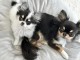 chiot chihuahua femelle a donner 
