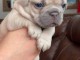 chiot bouledogue français a donner 