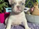 Adorable chiot bouledogue français 